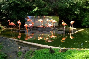 2009 Pink Flamingos